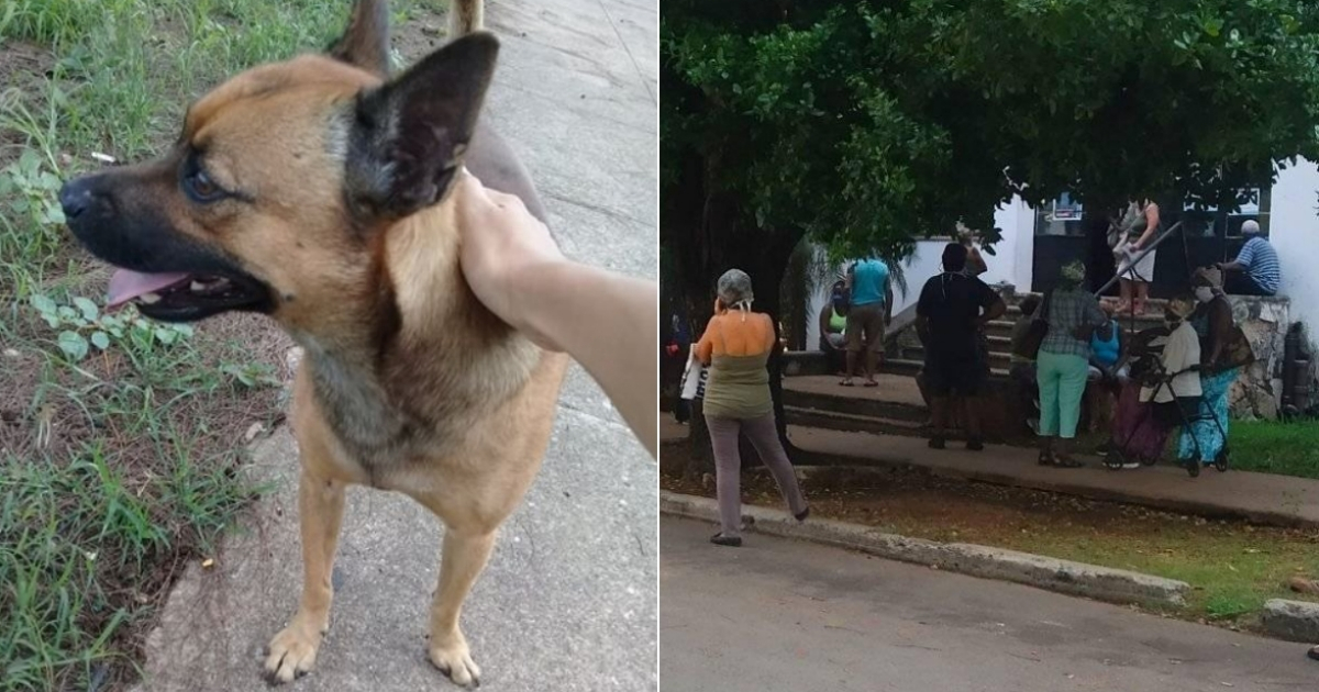 Perro encontrado en La Habana y cola. (Imágenes de referencia) © Collage con Facebook de Cuba contra el Maltrato Animal e Iranidis Iris Fundora
