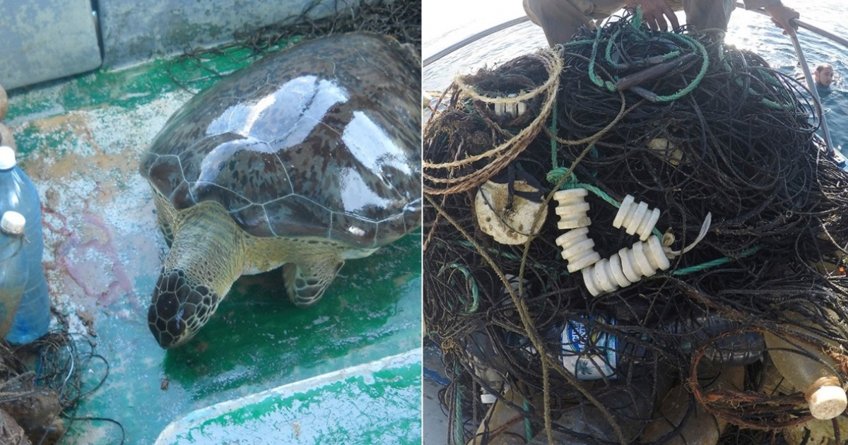 Redes ilegales para la captura de tortugas marinas © Noel Lopez Fernandez / Facebook de Naturaleza Secreta