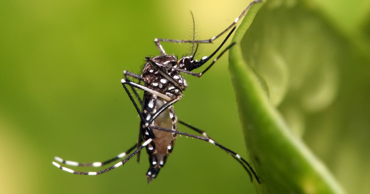 El mosquito Aedes aegypti, trasmisor del dengue y otras enfermedades como zika y chikungunya. © Wikipedia
