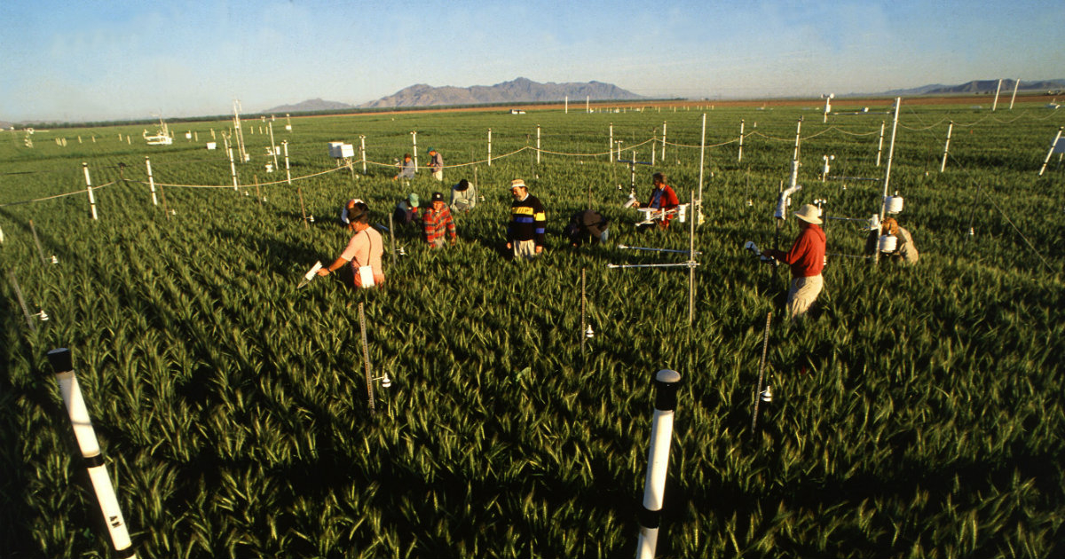 Campo de trigo en Estados Unidos (referencia) © Flickr/Departamento de Agricultura de Estados Unidos