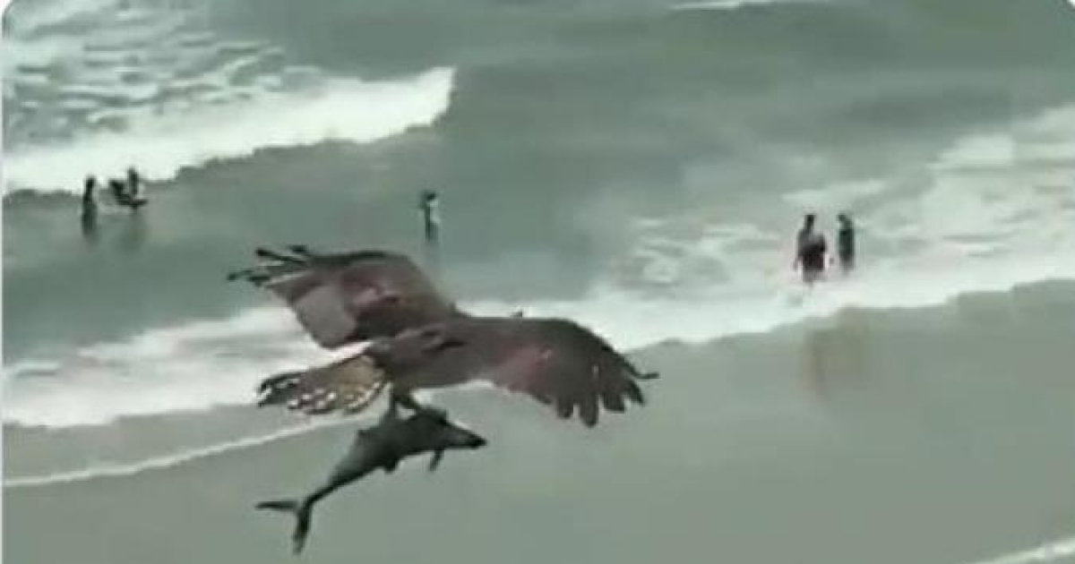 Águila llevando el pez en sus garras © Captura de video de Twitter