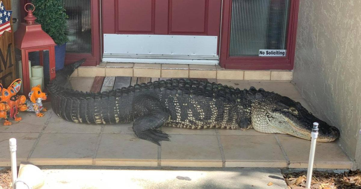 Alligator en la puerta de la casa © Croc Encounters/ Facebook
