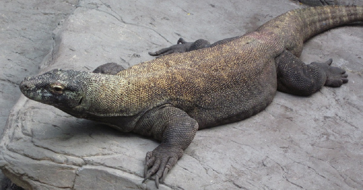 Dragón de Komodo, Zoo de Miami (imagen de referencia) © Flickr