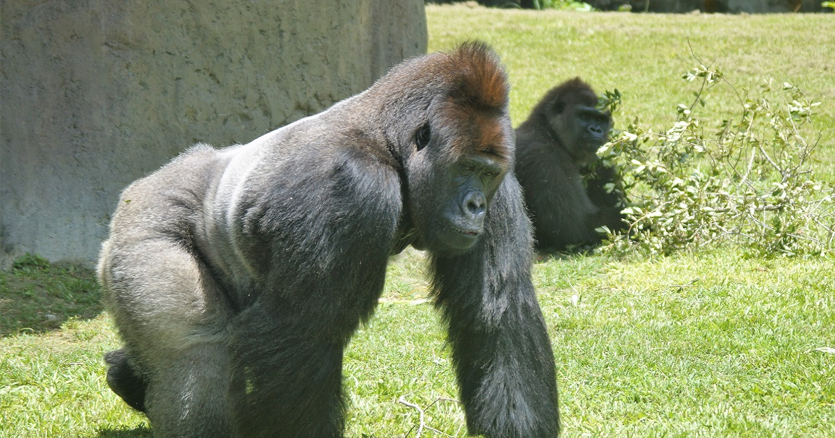 Gorila de espalda plateada en el Zoológico de Miami (imagen de referencia) © Pxfuel.com