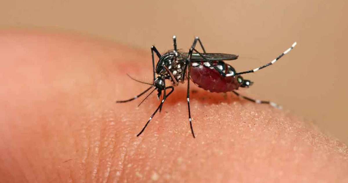 El mosquito Aedes Aegypti, transmisor del dengue © ACN