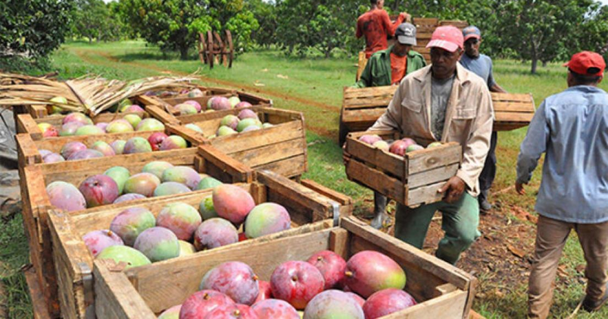 Recogida de la mangos en Cuba (Imagen referencial) © ACN