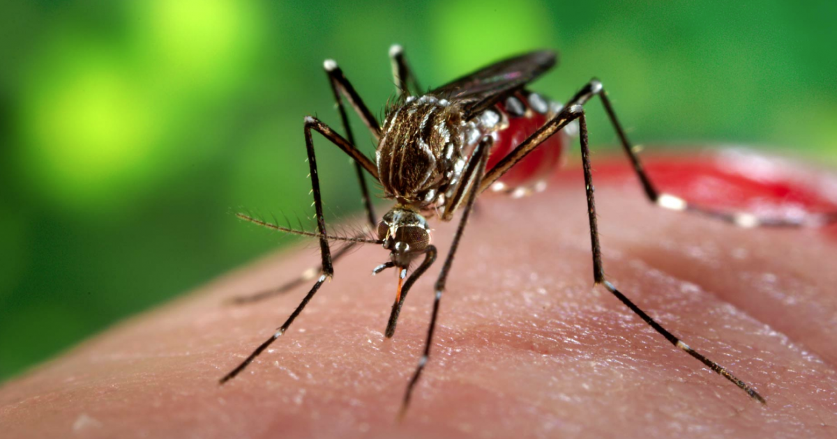 El mosquito Aedes aegypti es el principal transmisor de la enfermedad © Twitter/ Florida Health Department