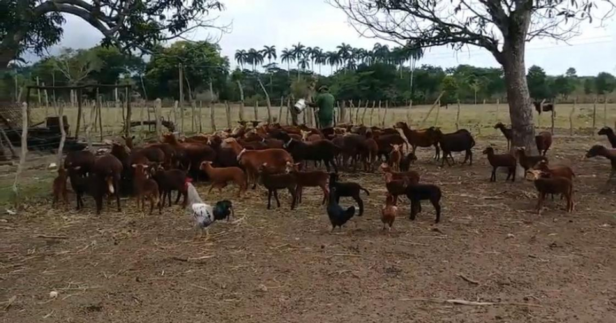 Productor de ovejas cubano (Imagen referencial) © Captura de video de YouTube de César Saavedra