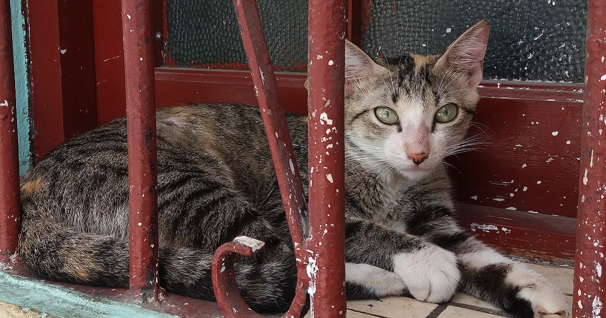 Gato en La Habana (imagen de referencia) © CiberCuba