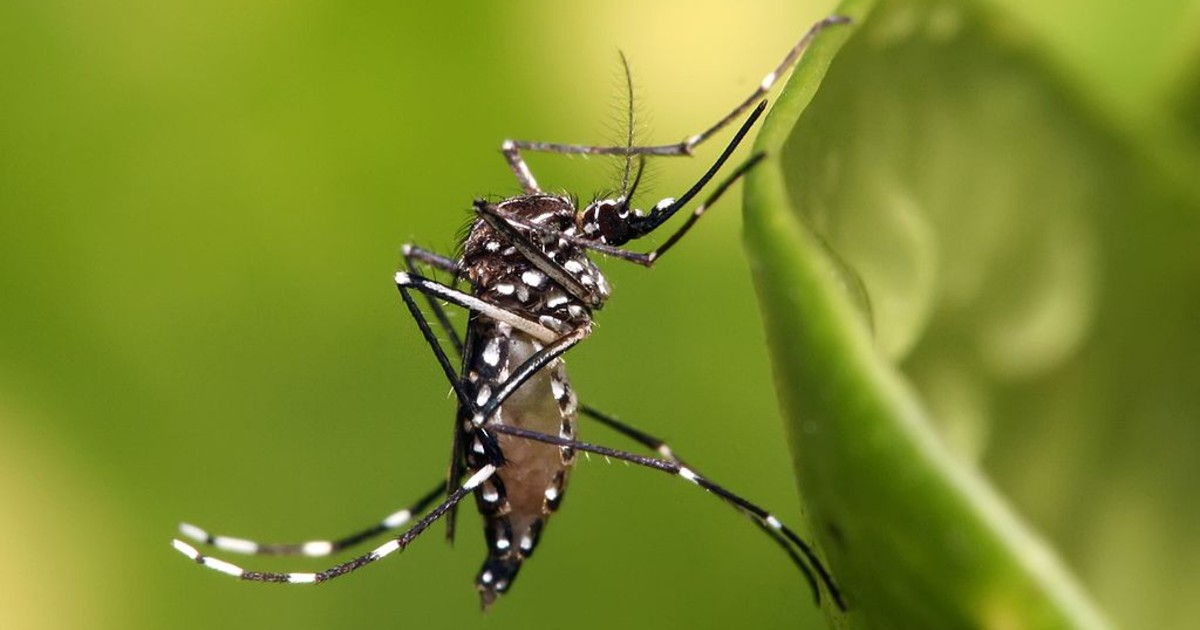 Aedes aegypti, agente transmisor del dengue © Wikimedia Commons / Muhammad Mahdi Karim