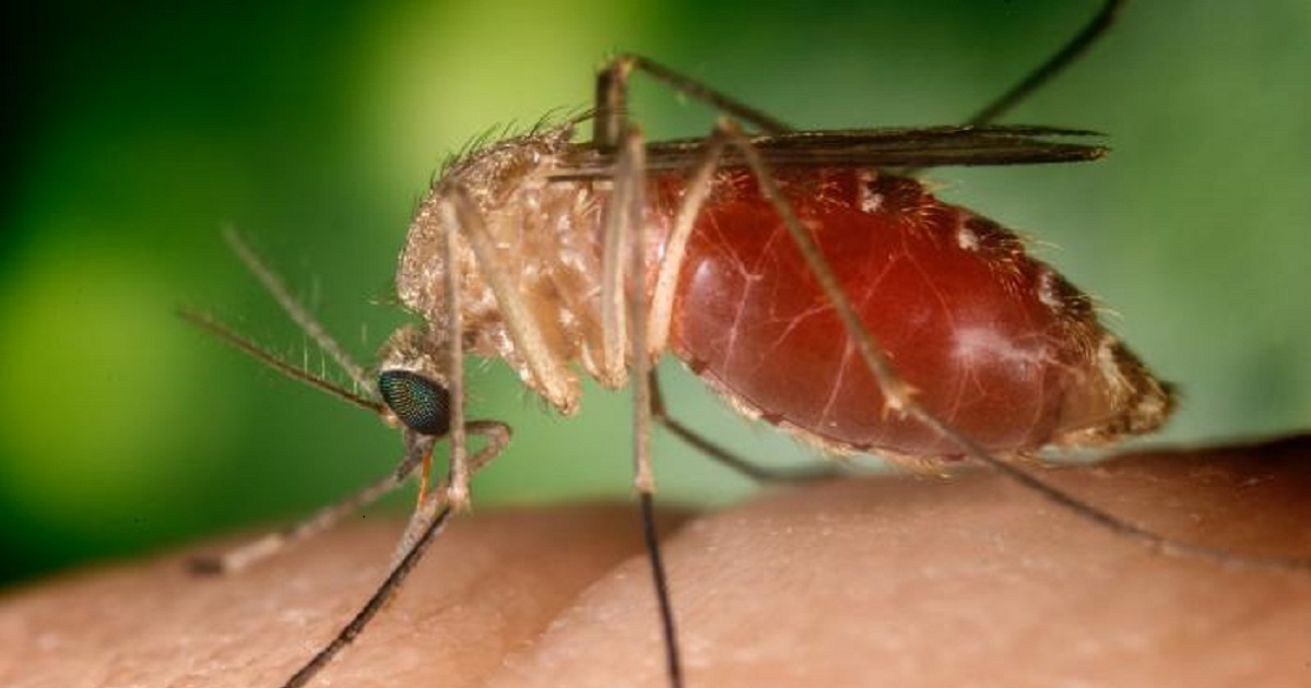 El mosquito del género Culex actúa como vector de la enfermedad © Wikipedia