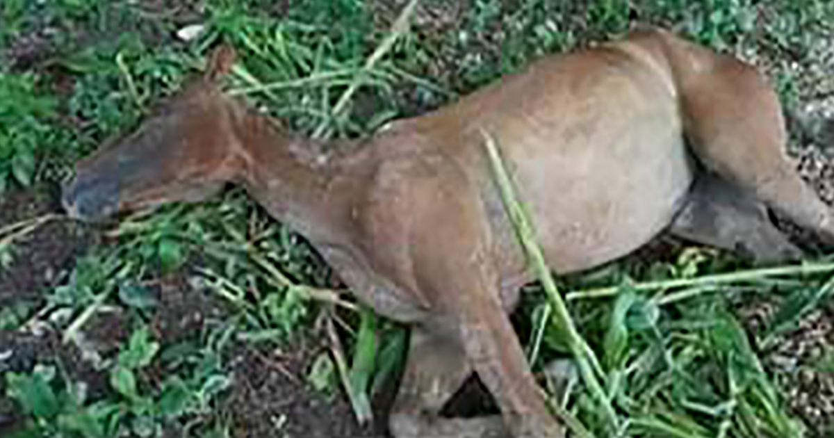Imagen de la yegua que murió en la Finca © Captura de Facebook / Yo amo los animales