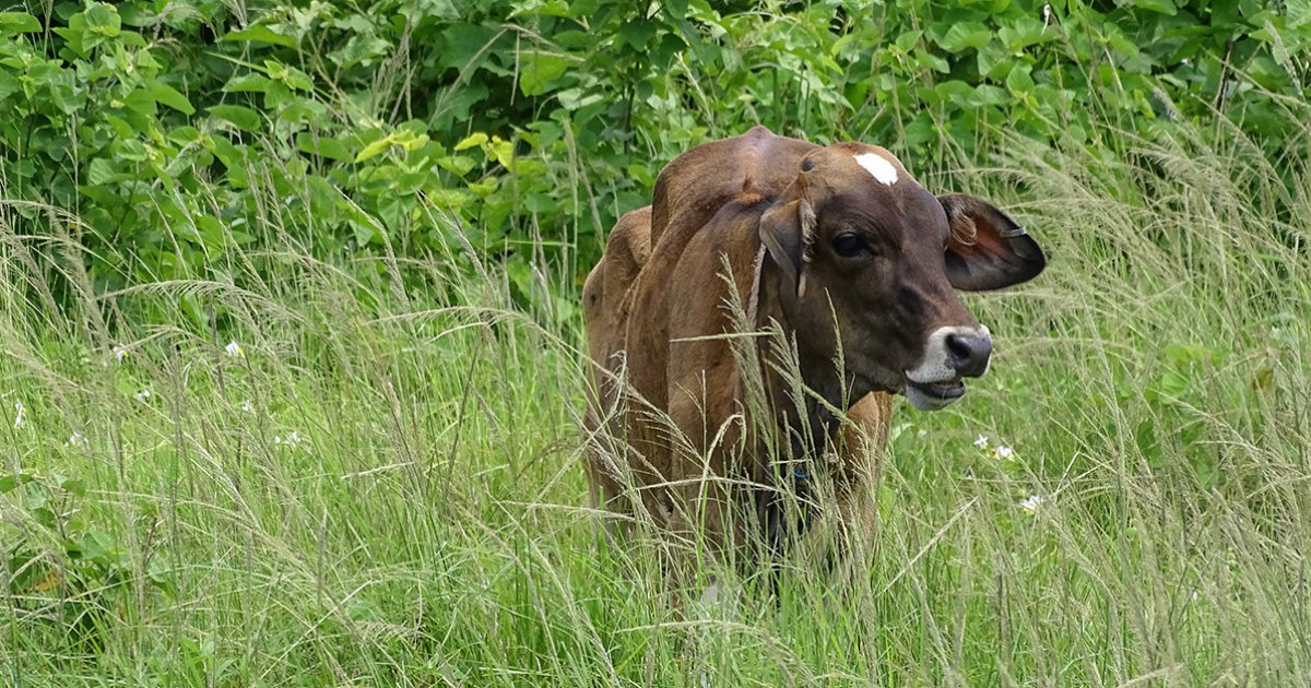 Vacas flacas en Cuba. © CiberCuba