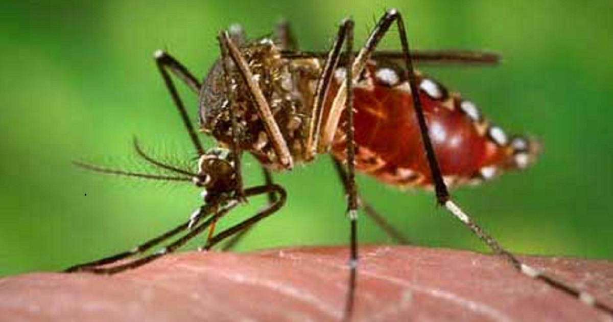 Mosquito Aedes Aegypti, trasmisor del dengue, el zika y la chikunguña. © CDC