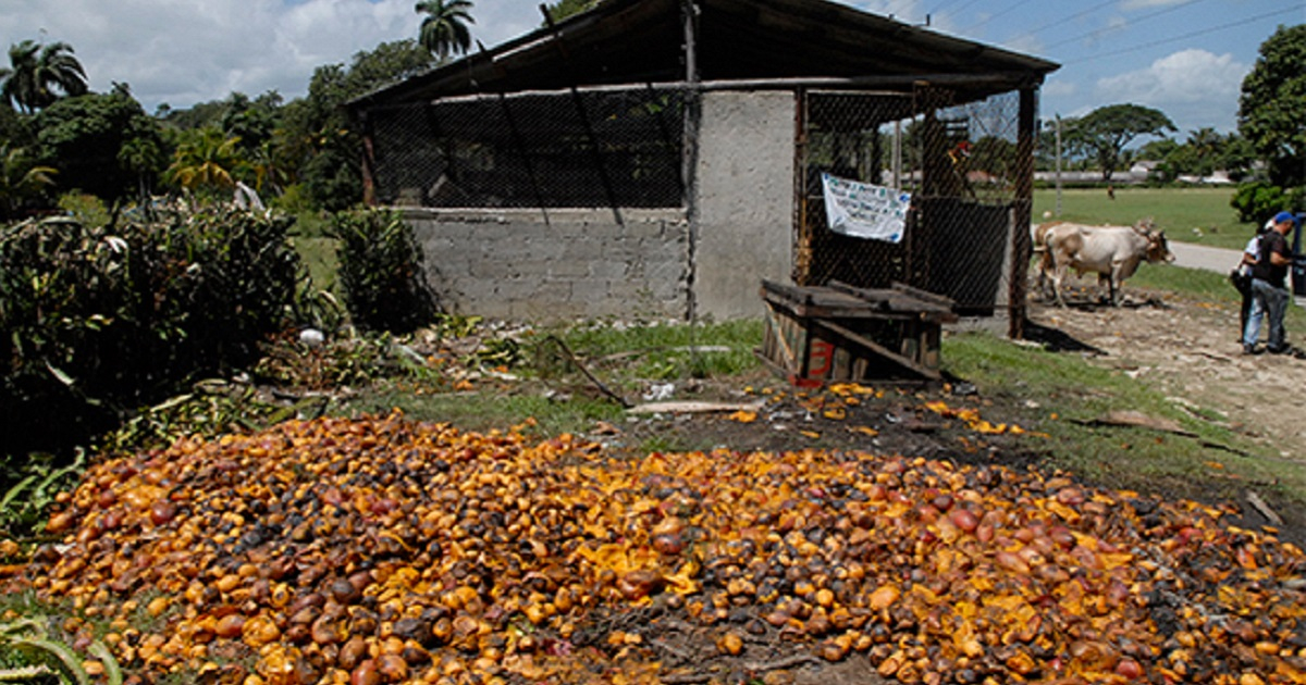 Pérdidas de cosechas de mangos en Guantánamo en 2017 (imagen de referencia). © Juventud Rebelde