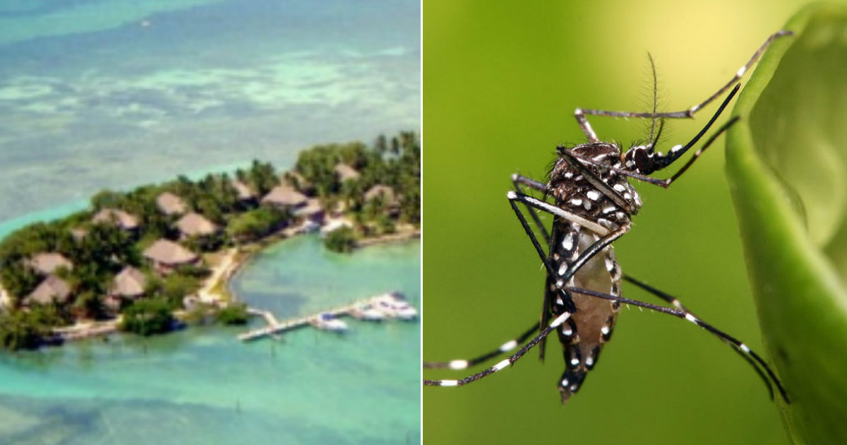 Brote local de dengue en los Cayos de la Florida. © CiberCuba / Wikipedia