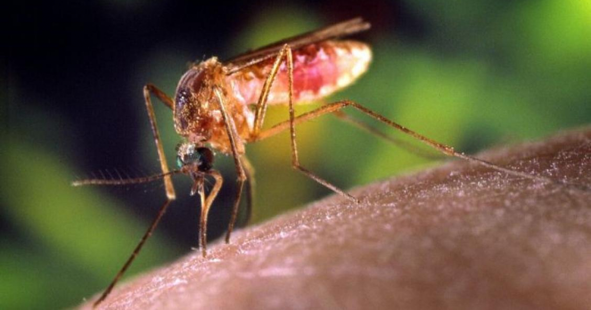 Mosquito que transmite el virus del Nilo © Pixnio