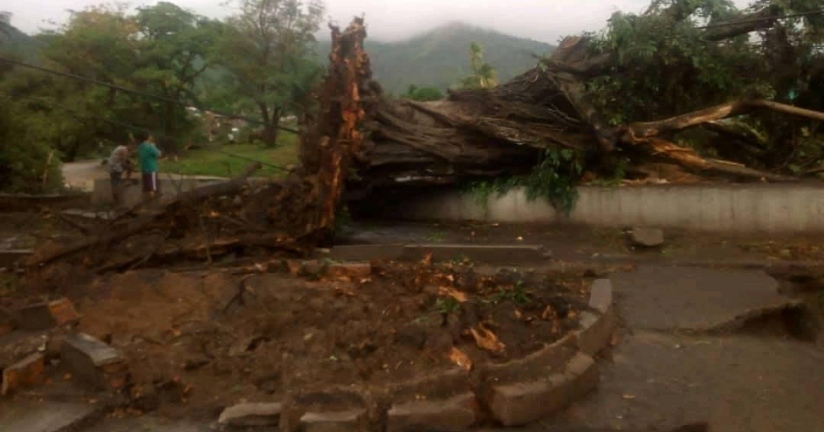 Árbol de grandes dimensiones arrancado de raíz en El Cobre por la fuerza de los vientos de la tormenta tropical "Laura" © Facebook/CMKW Radio Mambí