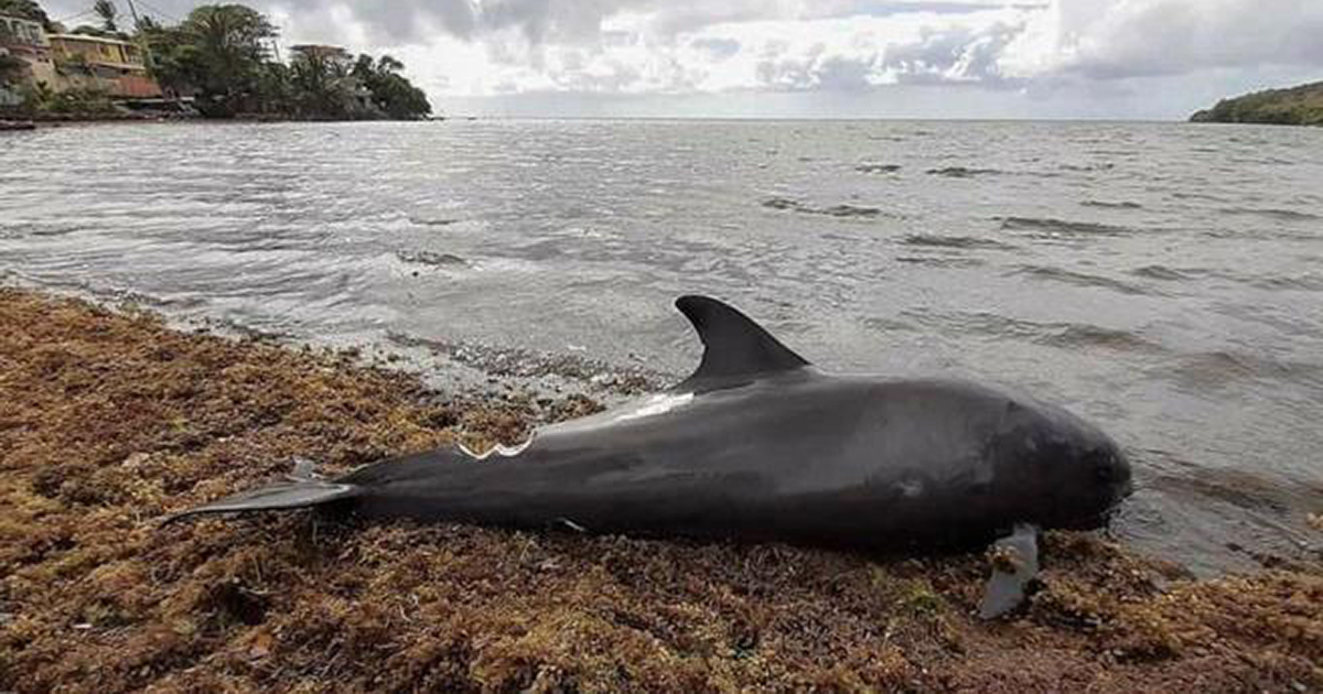 Delfín encontrado en isla de Mauricio, África Oriental © Greenpeace África