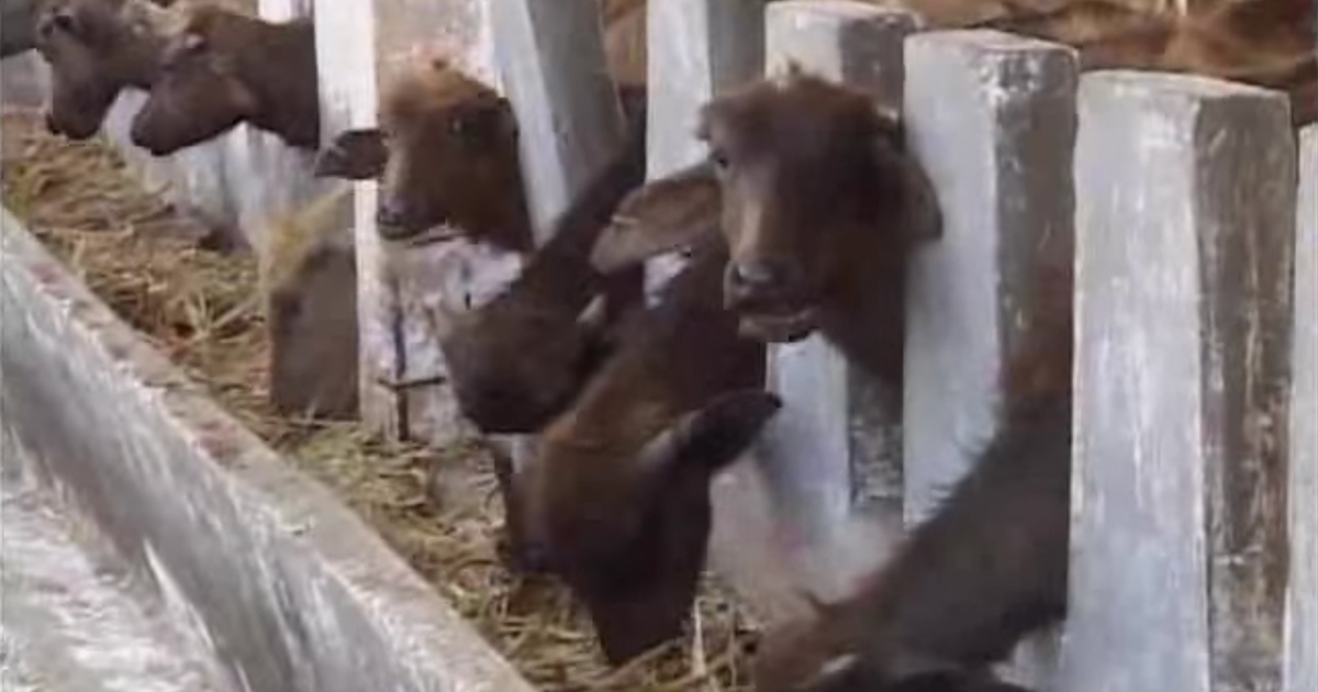 Producción de toros en Camagüey © Captura de video / Youtube (TV Camagüey)