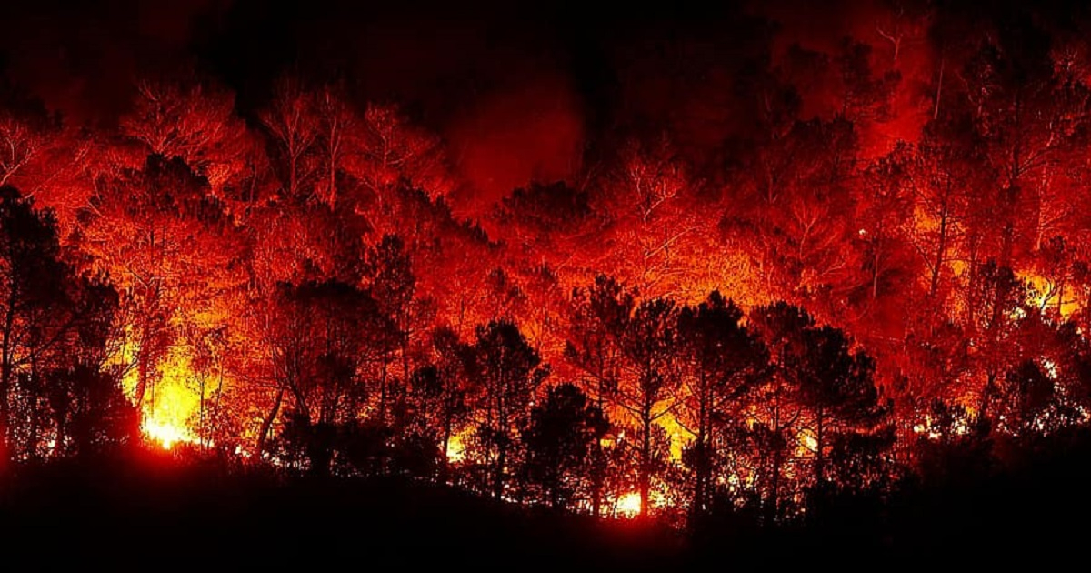 Incendio en el Amazonas © pikist.com