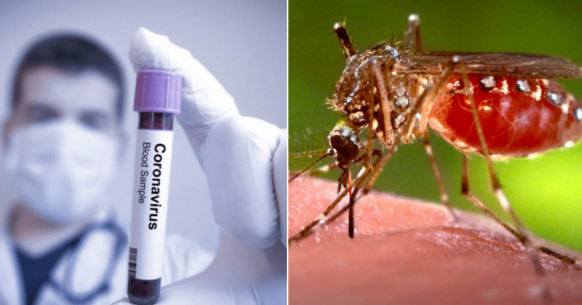 Muestra de sangre positiva al coronavirus (i) y mosquito Aedes Aegypti (d) © Collage Pixabay - Public Domain