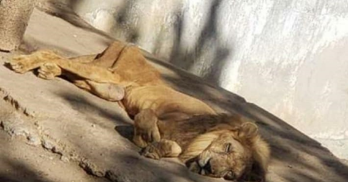 León en zoológico de Puerto Padre © Facebook / Cuba contra el Maltrato Animal
