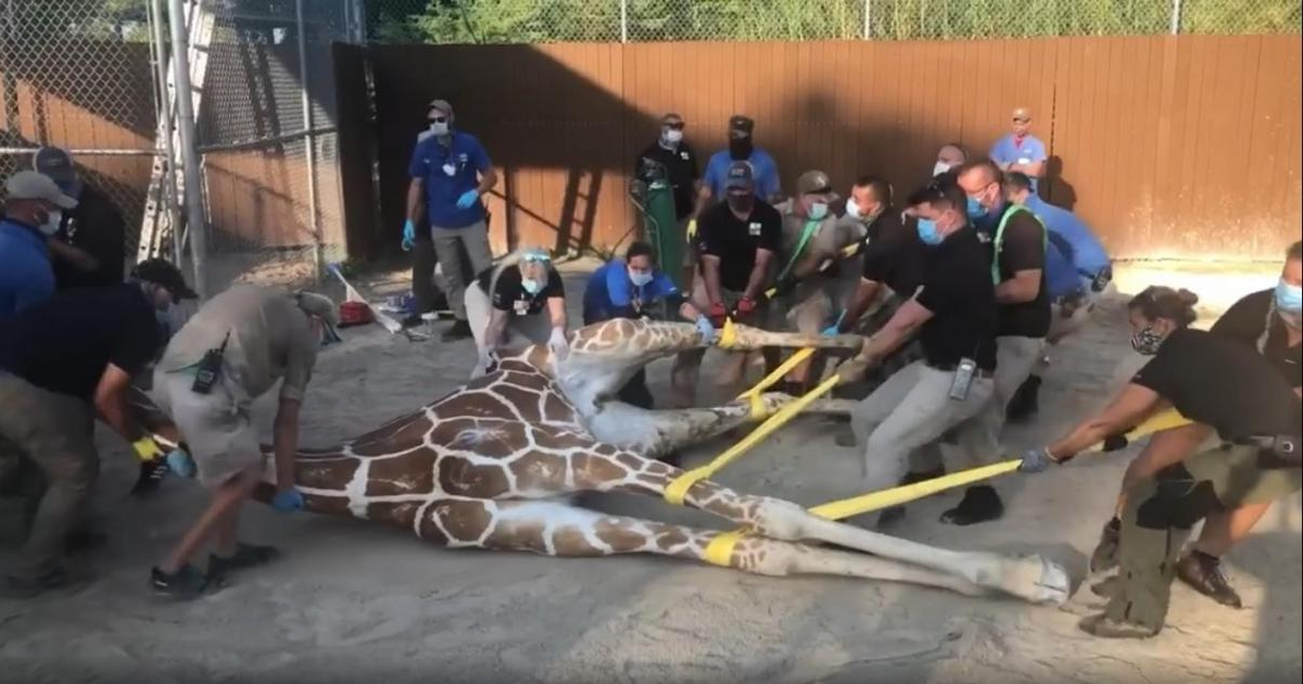 Trabajadores del zoológico arrastran la jirafa © Captura de video de Instagram Zoo Miami
