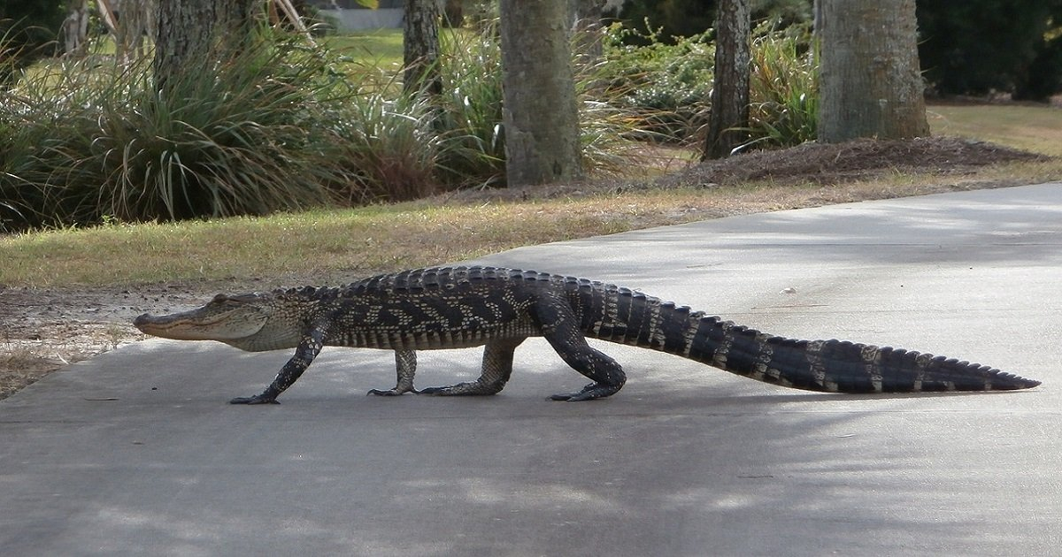 Alligator cruzando una calle (Imagen referencial) © Pixabay