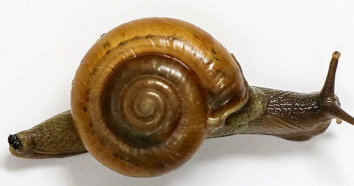 Caracol cola de cuerno, especie invasora en la Florida © Florida Department of Agriculture and Consumer Services