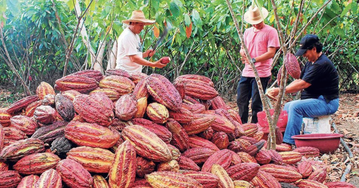 Cosechadores de cacao cubano © ACN