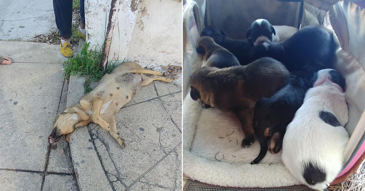 Perrita atropellada en Camagüey y sus cachorros © Facebook / Clara Femenias