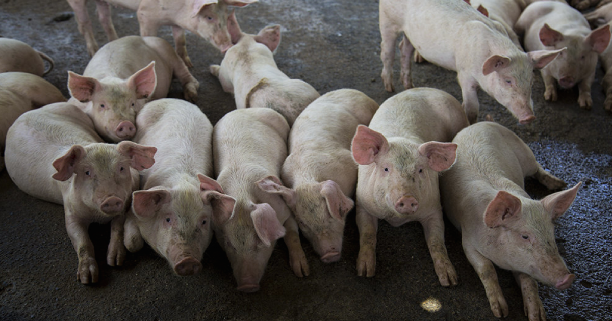 Cria de cerdos en Camagüey © ACN