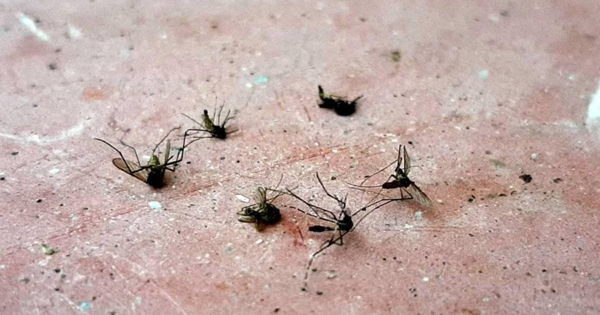 Plaga de mosquitos en barrio de Camagüey © Facebook / Henry Constantin Ferreiro