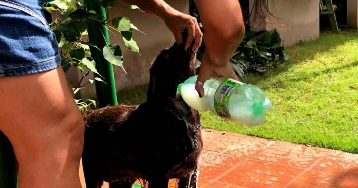 Activista poniendo una medicina a un perro © Aniplant/ Facebook