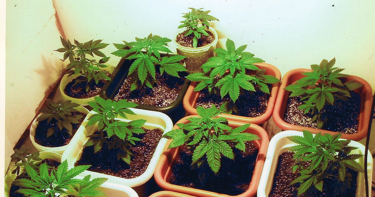 Plantación de Marihuana. © Wikimedia Commons