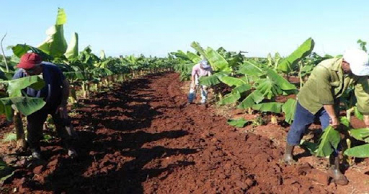 Agricultores cubanos © Radiocubana.com