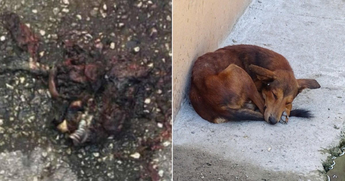 Presunto pedazo de carne envenenada e imagen de un perro callejero en La Habana. © Facebook / Bac Matanzas / Cibercuba