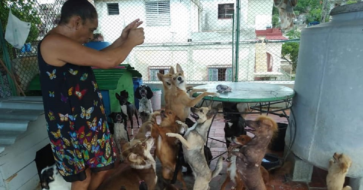 Los perros son atendidos por una familia en La Habana © Facebook / Beatriz Batista