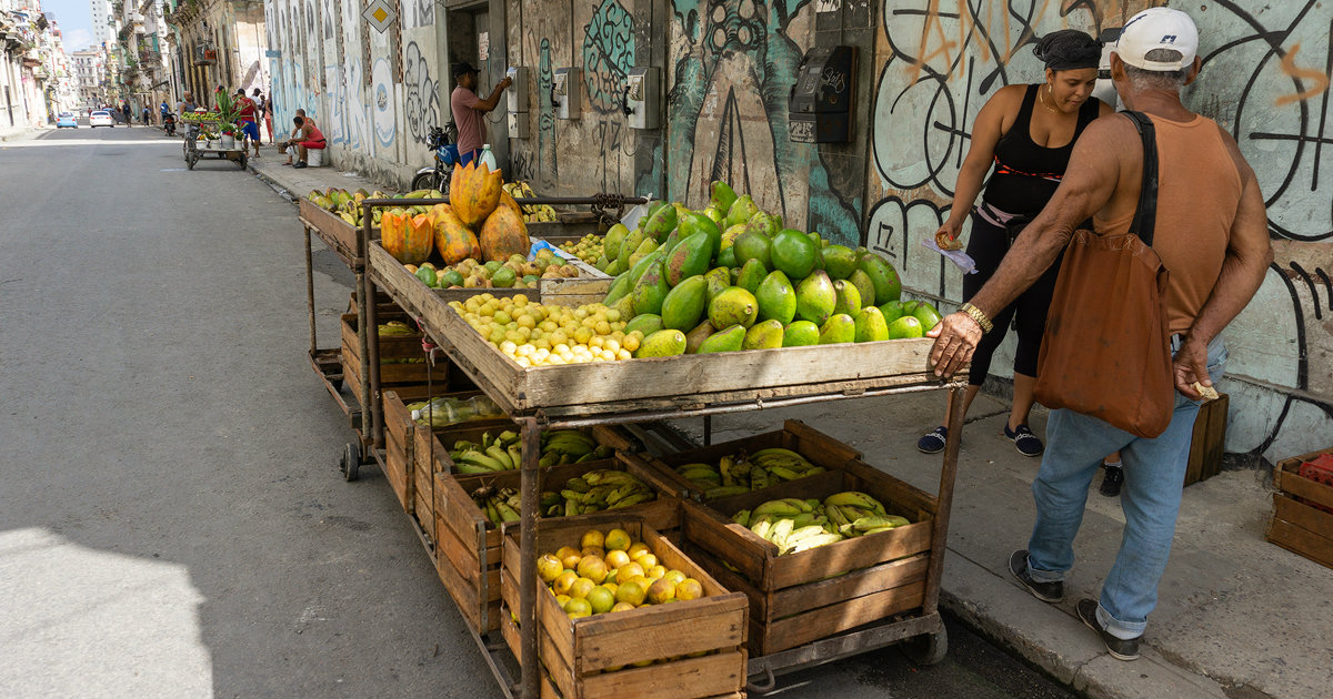 Los aguacates, de lo más exportado en Cuba. © CiberCuba