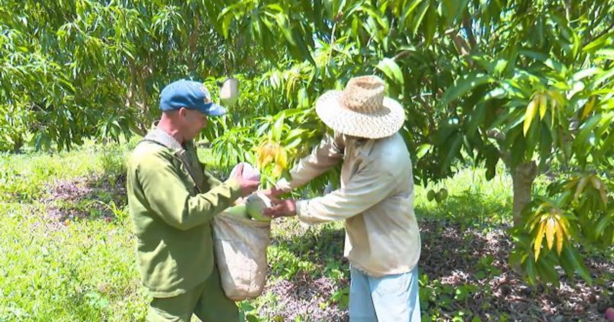 Campesinos recogen cosecha de mangos en Cuba © tvyumuri