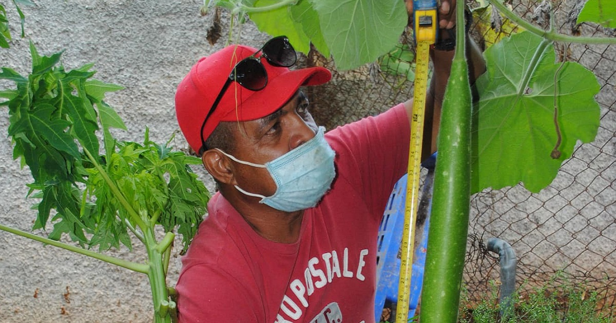 Ángel Reyes González, de 60 años, cultivó el pepino © Facebook / Periódico Artemisa