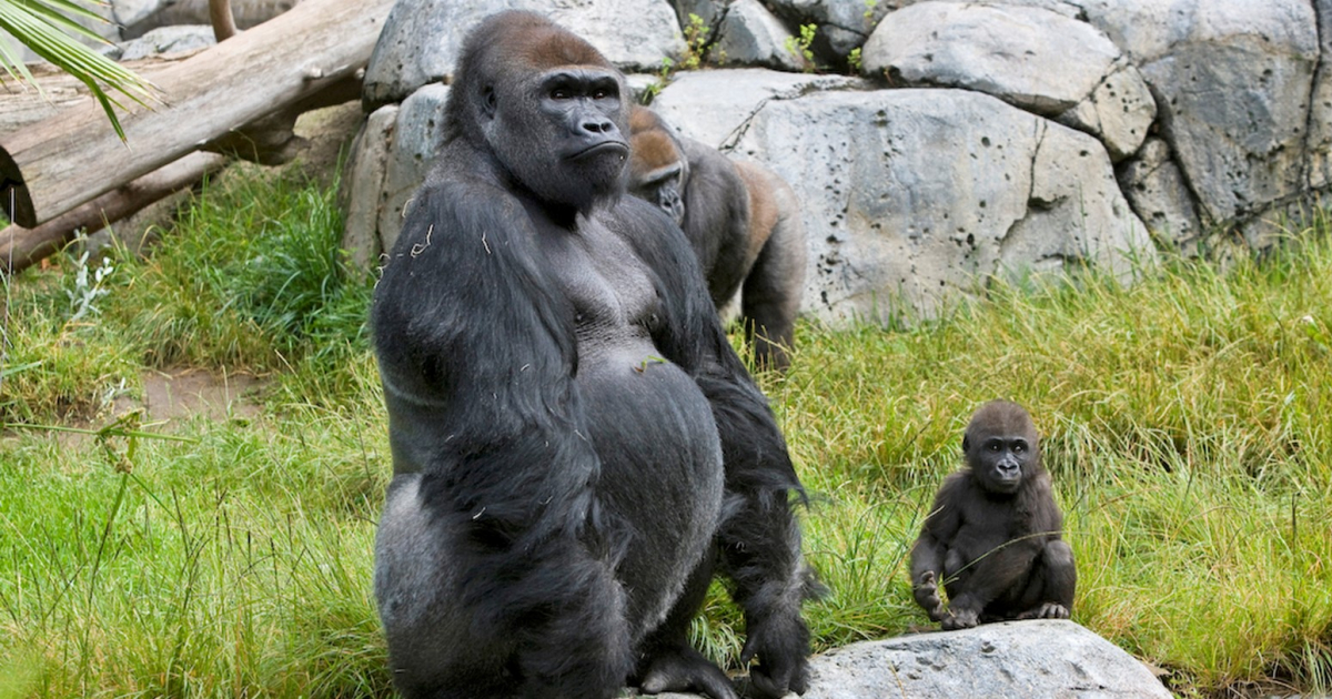 Estos son los primeros casos conocidos de trasmisión natural de coronavirus en grandes simios © Twitter / San Diego Zoo