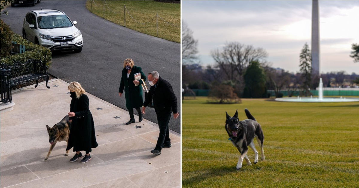 Los perros a su llegada a la Casa Blanca © Collage Twitter/Jil Biden