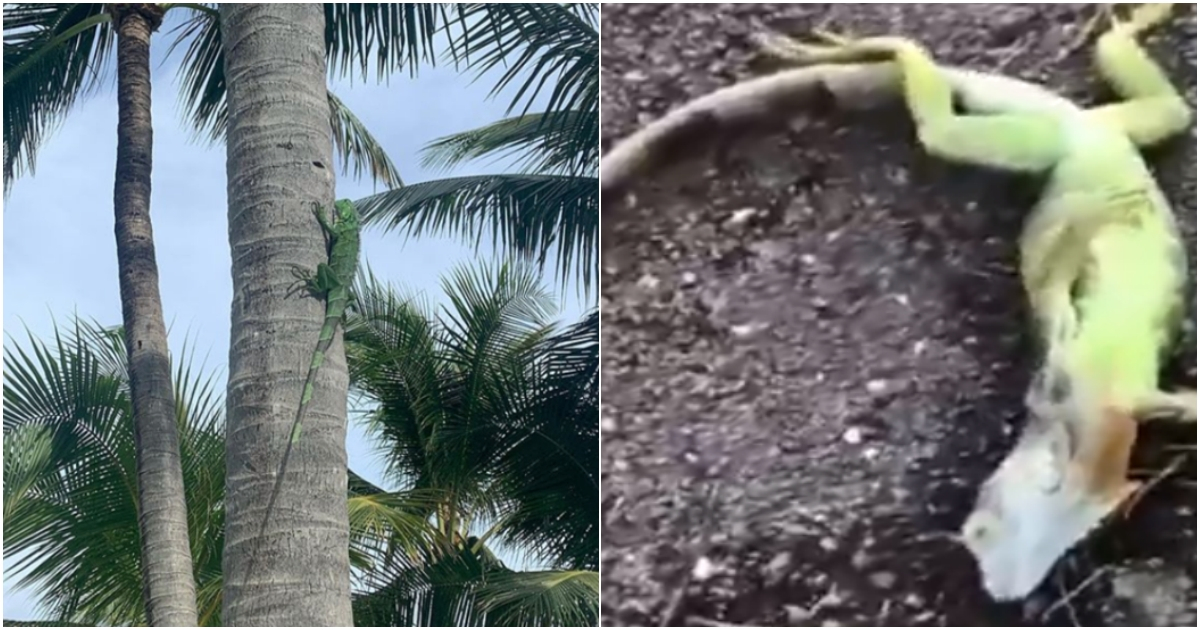 Las iguanas caen de los árboles en invierno al no soportar bajas temperaturas © Facebook FWC/ Captura de pantalla Youtube TM51