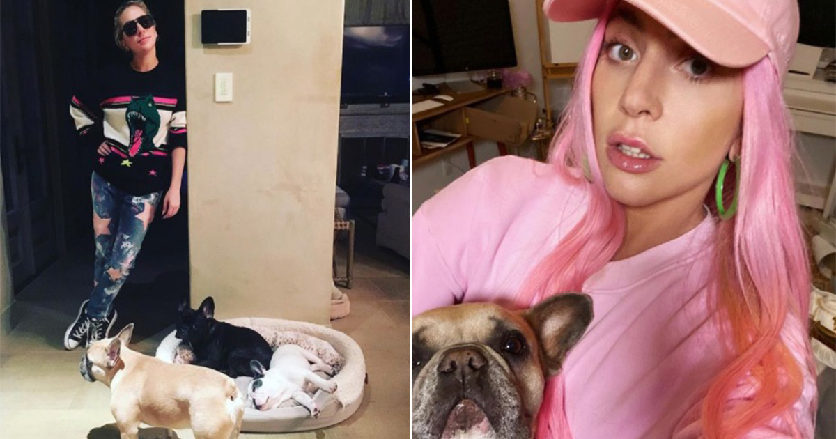 Lady Gaga y sus perros © Instagram de la artista