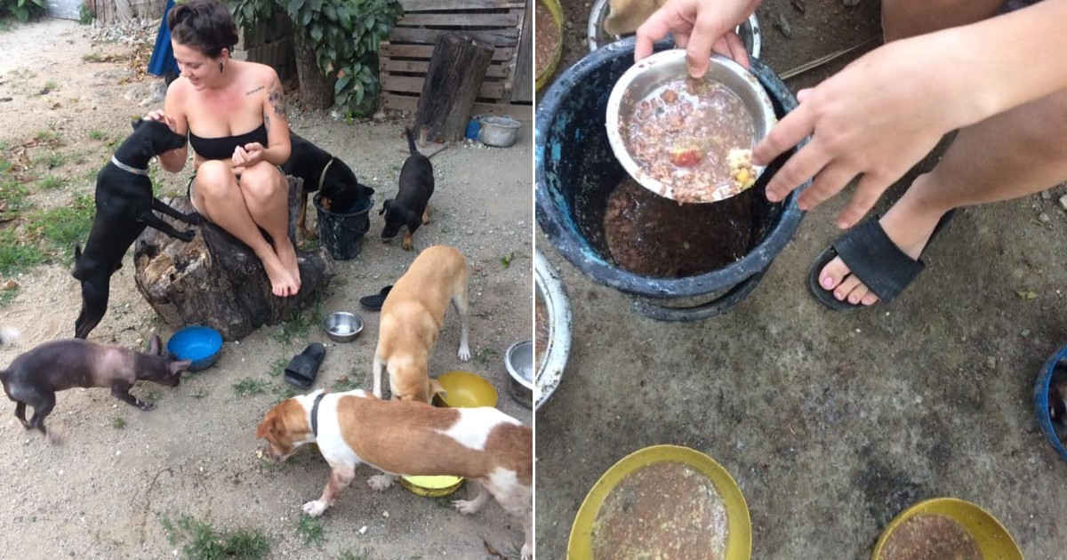 Activistas preparan la comida de animales en refugios © Facebook / Grupo de Rescate Animal
