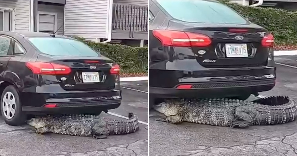 Caimán intenta esconderse debajo de un auto en Florida © Instagram / LifeStyle Miami