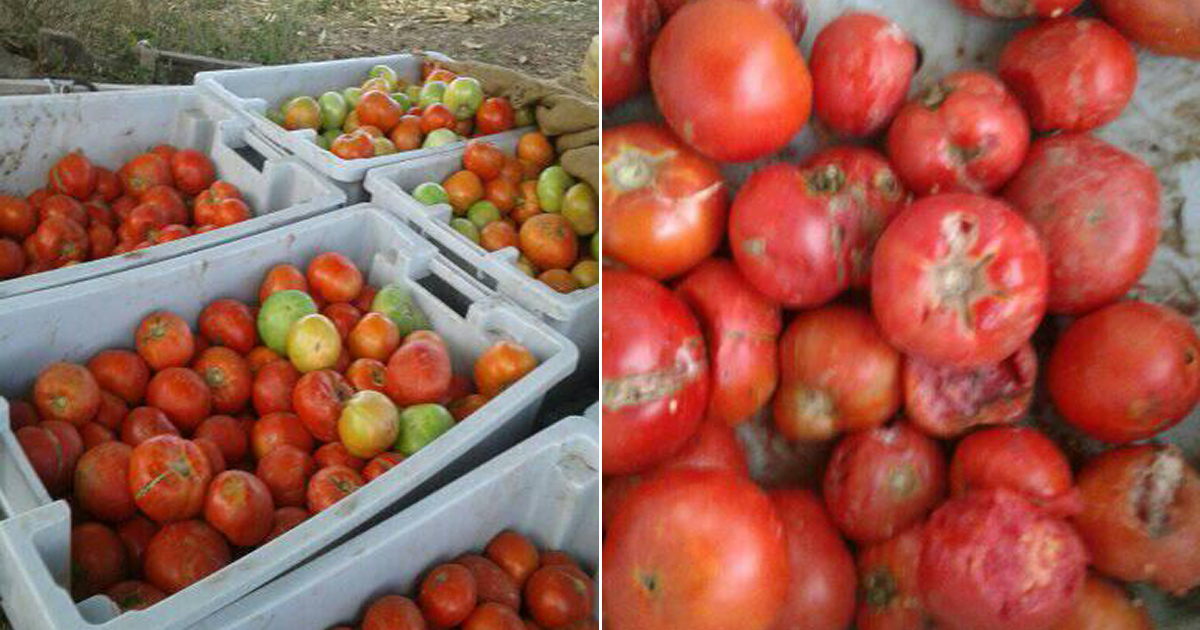 Tomates recolectados y a punto de pudrirse © Facebook / Yamilé Bombino Hernández