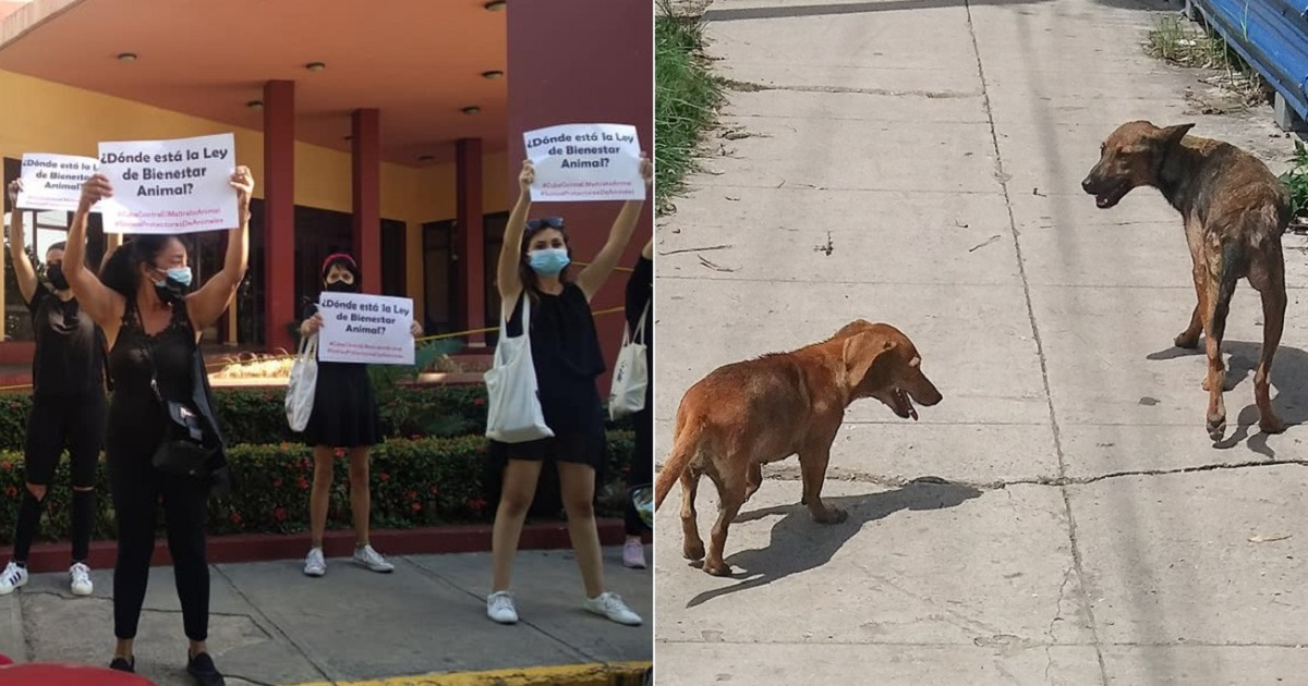 Animalistas y perros callejeros en Cuba. © Facebook de Beatriz Batista y CiberCuba